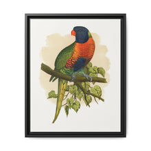Blue Mountain Lory (Trichoglossus moluccanus) colored wood-engraved plate by Alexander Francis Lydon. - NOMADEN ART GALLERY