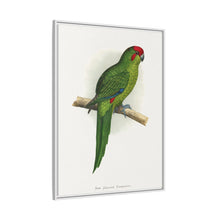 New Zealand Parrakeet (Cyanoramphus novaezelandiae) colored wood-engraved plate by Alexander Francis Lydon