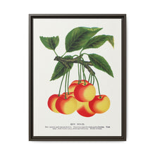 Gov Wood cherry lithograph. Digitally enhanced from our own original 1900 edition plates of Botanical Specimen published by Rochester Lithographing - NOMADEN ART GALLERY