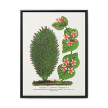 Tartarian, Upright Honeysuckle bush lithograph. Digitally enhanced from our own original 1900 edition plates of Botanical Specimen published by Rochester Lithographing - NOMADEN ART GALLERY