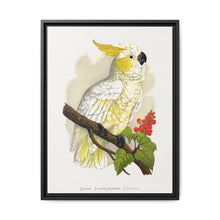 Lesser Lemon-Crested Cockatoo (Cacatua sulphurea) colored wood-engraved plate by Alexander Francis Lydon - NOMADEN ART GALLERY
