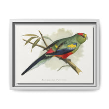 Many-Coloured Parrakeet (Psephotellus varius) colored wood-engraved plate by Alexander Francis Lydon - NOMADEN ART GALLERY