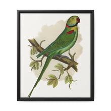 Alexandrine Parakeet (Psittacula eupatria) colored wood-engraved plate by Alexander Francis Lydon. - NOMADEN ART GALLERY