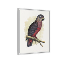 Dusky or Violet Parrot (Pionus fuscus) colored wood-engraved plate by Alexander Francis Lydon.