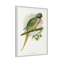 Javan Parrakeet (Psittacula alexandri) colored wood-engraved plate by Alexander Francis Lydon.