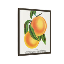 Champion plum lithograph from Botanical Specimen published by Rochester Lithographing