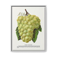 Green Mountain grape lithograph. Digitally enhanced from our own original 1900 edition plates of Botanical Specimen published by Rochester Lithographing - NOMADEN ART GALLERY