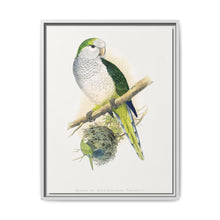 Quaker or Grey-breasted Parrakeet (Myiopsitta monachus) colored wood-engraved plate by Alexander Francis Lydon - NOMADEN ART GALLERY