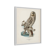 Strix uralensis ♀ illustrated by the von Wright brothers from our own 1929 folio version of Svenska Fåglar Efter Naturen Och Pa Sten Ritade - NOMADEN ART GALLERY