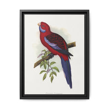 Pennant's Parrakeet (Platycercus elegans) colored wood-engraved plate by Alexander Francis Lydon - NOMADEN ART GALLERY