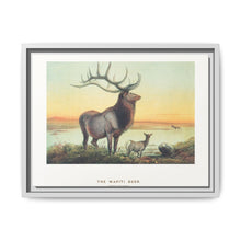 The Wapiti from Zoological sketches (1861-1867) by Joseph Wolf and Philip Lutley Sclater - NOMADEN ART GALLERY