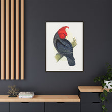 Gang-Gang Cockatoo (Callocephalon fimbriatum) colored wood-engraved plate by Alexander Francis Lydon