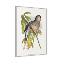 Bourke's Parrakeet (Neopsephotus bourkii) colored wood-engraved plate by Alexander Francis Lydon.