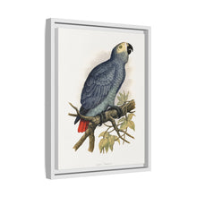 Grey Parrot (Psittacus erithacus) colored wood-engraved plate by Alexander Francis Lydon.
