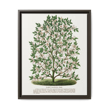 Hardy Magnolia tree lithograph. Digitally enhanced from our own original 1900 edition plates of Botanical Specimen published by Rochester Lithographing - NOMADEN ART GALLERY