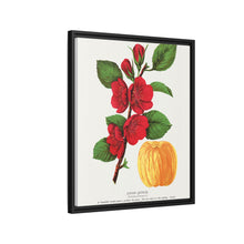 Japan Quince tree lithograph. Digitally enhanced from our own original 1900 edition plates of Botanical Specimen published by Rochester Lithographing