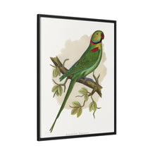 Alexandrine Parakeet (Psittacula eupatria) colored wood-engraved plate by Alexander Francis Lydon.