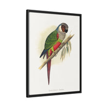 Placa xilográfica coloreada de la cotorra orejiblanca (Pyrrhura leucotis) de Alexander Francis Lydon 