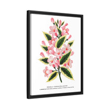 Pink flowers, Weigela lithograph (1900)