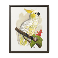 Lesser Lemon-Crested Cockatoo (Cacatua sulphurea) colored wood-engraved plate by Alexander Francis Lydon - NOMADEN ART GALLERY