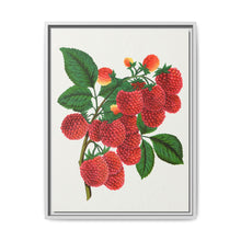 Shaffer's Colossal Raspberry Lithograph (1900) - NOMADEN ART GALLERY