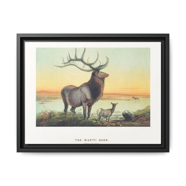 The Wapiti from Zoological sketches (1861-1867) by Joseph Wolf and Philip Lutley Sclater