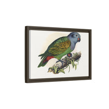 Red-Vented Parrot (Amazona martinicana) colored wood-engraved plate by Alexander Francis Lydon