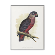 Dusky or Violet Parrot (Pionus fuscus) colored wood-engraved plate by Alexander Francis Lydon. - NOMADEN ART GALLERY