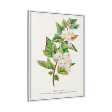 Spirea Aurea flowers lithograph. Digitally enhanced from our own original 1900 edition plates of Botanical Specimen published by Rochester Lithographing