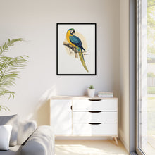 Blue and Yellow Macaw (Ara ararauna) colored wood-engraved plate by Alexander Francis Lydon