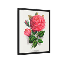 Pink rose, Anna De Diesbach lithograph. Digitally enhanced from our own original 1900 edition plates of Botanical Specimen published by Rochester Lithographing