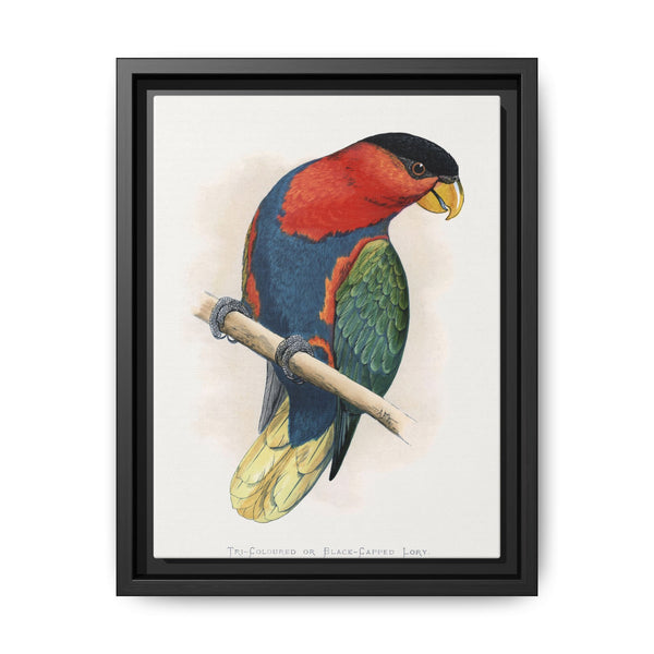 Tri-Coloured or Black-Capped Lory (Lorius lory) colored wood-engraved plate by Alexander Francis Lydon - NOMADEN ART GALLERY