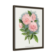 Pink rose, Clothilde Soupert lithograph. Digitally enhanced from our own original 1900 edition plates of Botanical Specimen published by Rochester Lithographing