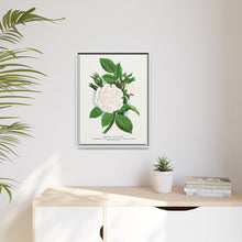 Rose, Perpetual White Moss lithograph. Digitally enhanced from our own original 1900 edition plates of Botanical Specimen published by Rochester Lithographing