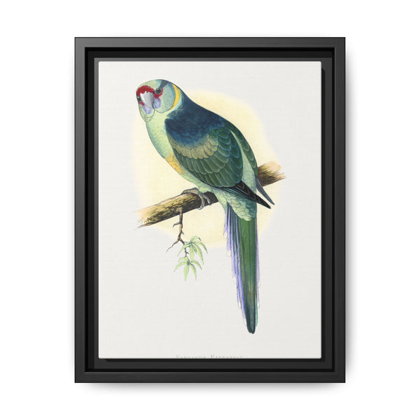 Barnard's Parrakeet (Barnardius barnardi) colored wood-engraved plate by Alexander Francis Lydon - NOMADEN ART GALLERY