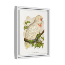 Placa xilográfica coloreada de cacatúa de pico fino (Cacatua tenuirostris) de Alexander Francis Lydon.