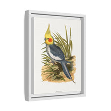 Cockatiel (Nymphicus hollandicus) colored wood-engraved plate by Alexander Francis Lydon