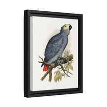 Grey Parrot (Psittacus erithacus) colored wood-engraved plate by Alexander Francis Lydon. - NOMADEN ART GALLERY