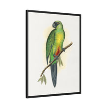 Masked Parrakeet (Prosopeia personata) colored wood-engraved plate by Alexander Francis Lydon