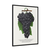 Early Ohio grape lithograph. Digitally enhanced from our own original 1900 edition plates of Botanical Specimen published by Rochester Lithographing