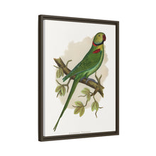 Alexandrine Parakeet (Psittacula eupatria) colored wood-engraved plate by Alexander Francis Lydon.