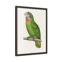 Jamaica Parrot (Amazona collaria) colored wood-engraved plate by Alexander Francis Lydon