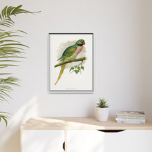 Javan Parrakeet (Psittacula alexandri) colored wood-engraved plate by Alexander Francis Lydon.