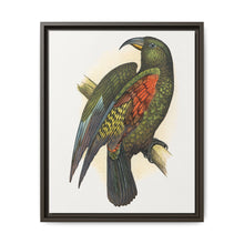 Mountain Parrot (Nestor notabilis) colored wood-engraved plate by Alexander Francis Lydon - NOMADEN ART GALLERY