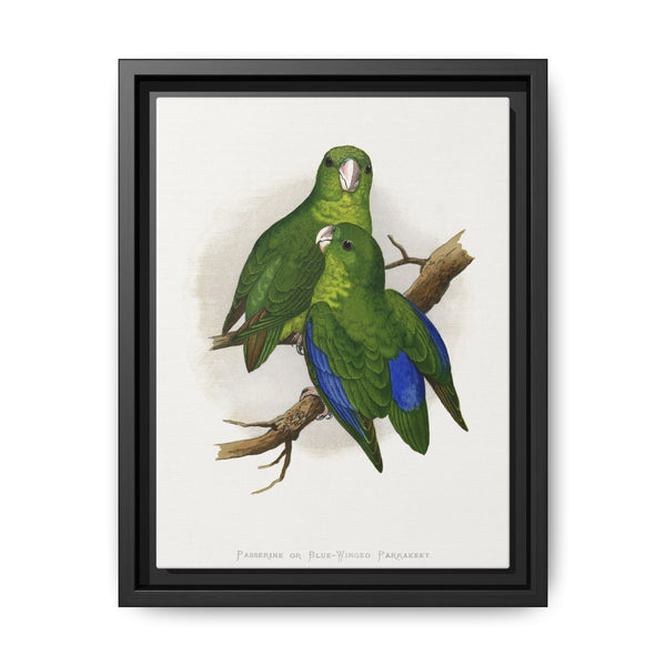 Passerine or Blue-winged Parrakeet (Psittacula columboides) colored wood-engraved plate by Alexander Francis Lydon - NOMADEN ART GALLERY