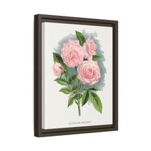 Pink rose, Clothilde Soupert lithograph. Digitally enhanced from our own original 1900 edition plates of Botanical Specimen published by Rochester Lithographing
