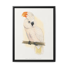 Great Salmon-Crested Cockatoo (CACATUA MOLUCCENSIS) colored wood-engraved plate by Alexander Francis Lydon. - NOMADEN ART GALLERY