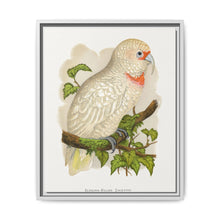 Slender-Billed Cockatoo (Cacatua tenuirostris) colored wood-engraved plate by Alexander Francis Lydon. - NOMADEN ART GALLERY