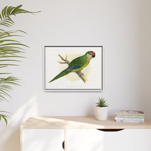 Golden-Crowned Conure (Aratinga auricapillus) colored wood-engraved plate by Alexander Francis Lydon