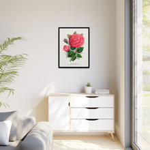 Pink rose, Anna De Diesbach lithograph. Digitally enhanced from our own original 1900 edition plates of Botanical Specimen published by Rochester Lithographing
